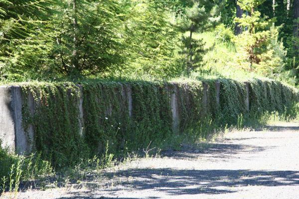 Cotoneaster Drape the Concrete Wall 74