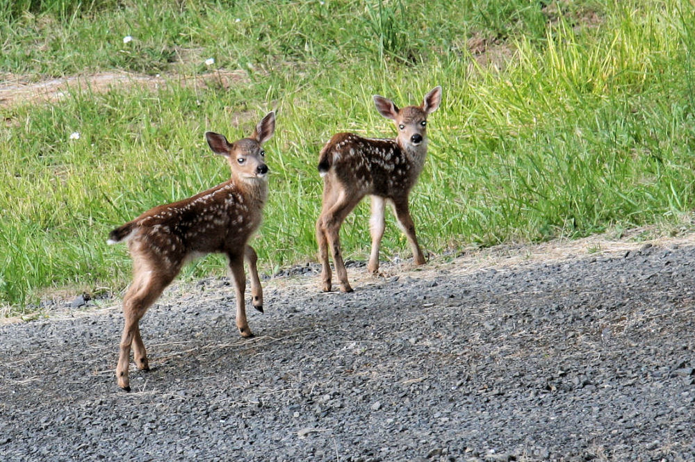 Twin Fawns at Noll's Home in Oregon 84