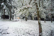 Snow Scene 18