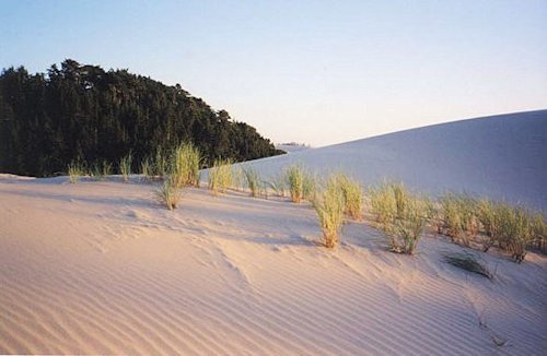 Oregon Coastal Sand Dunes