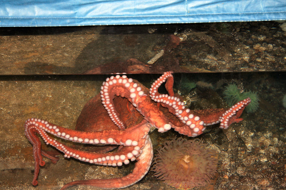 Hatfield Marine Science Center, Newport Oregon