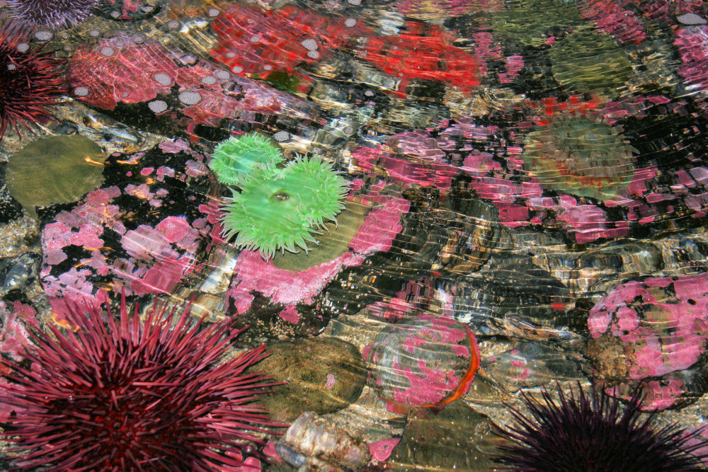 Hatfield Marine Science Center, Newport Oregon