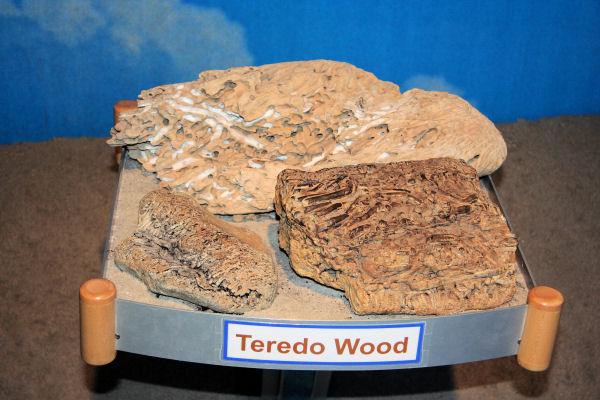 Hatfield Marine Teredo Worms Exhibit