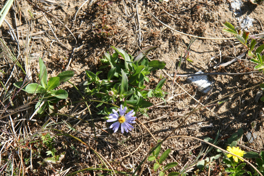 Douglas's Aster