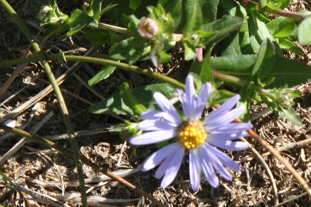 Douglas's Aster