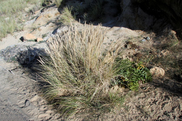 Beach Grass