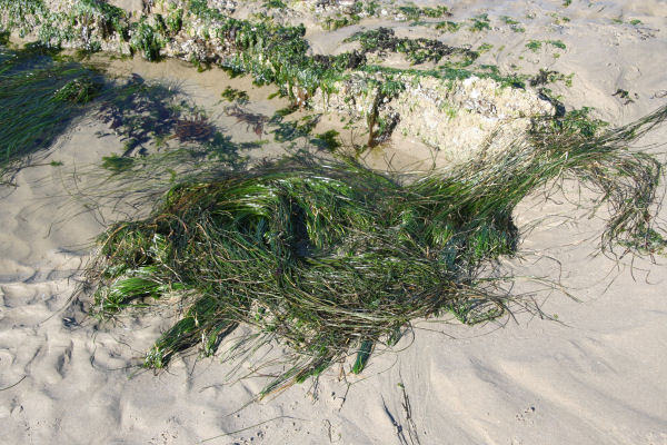 Eel Grass