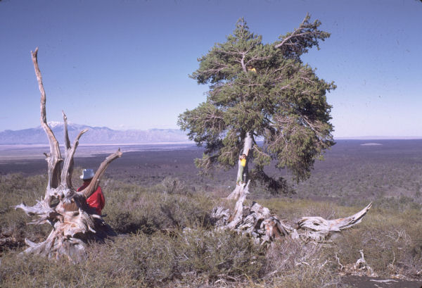 Tree Survivor