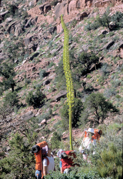 Giant Yucca