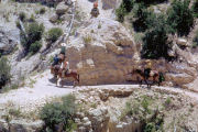 Mule Ride
