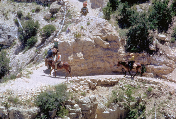 Riding the Mules