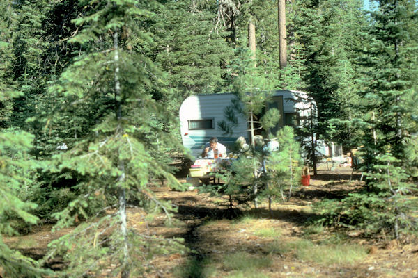 Camp in Trees