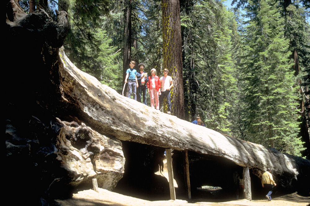 Sequoia and Kings Canyon National Parks 