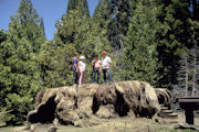 Giant Stump