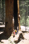 Sequoia Gigantia