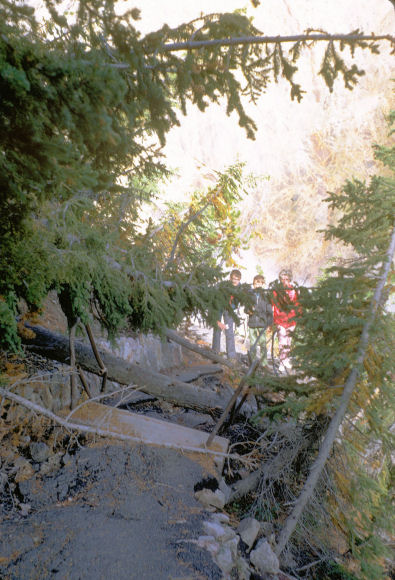 Fallen Trees