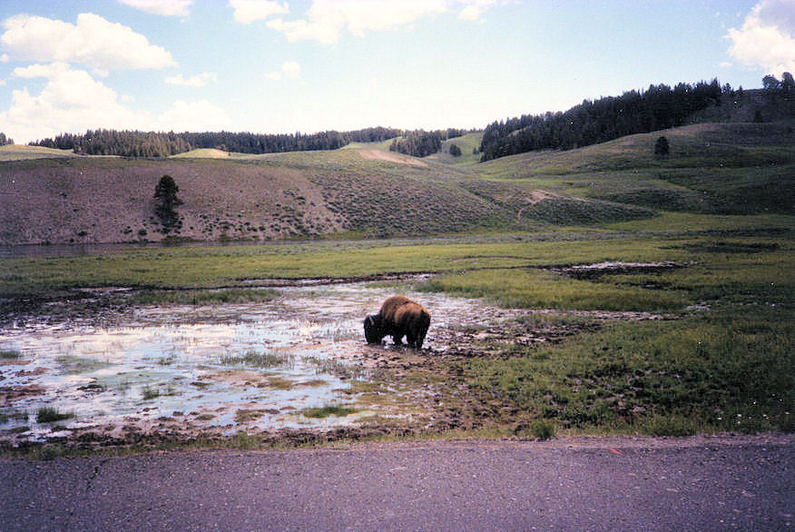 Yellowstone NP