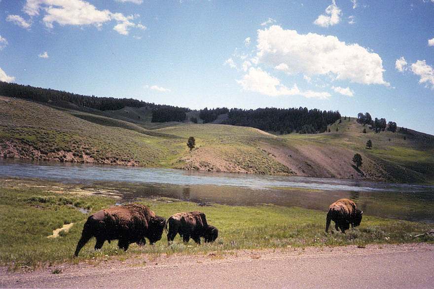 Yellowstone NP