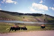 	Bison Herd