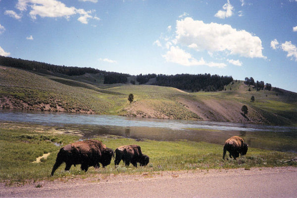 Bison Herd