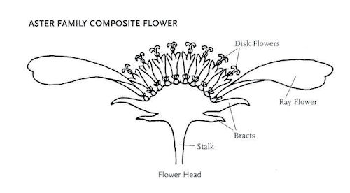  Aster Family Composite Flower Parts and Names