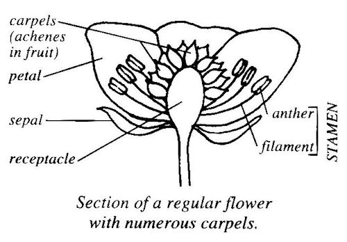 Regular Flower with Numerous Carpels