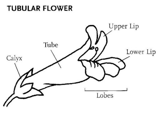 Tubular Flower 