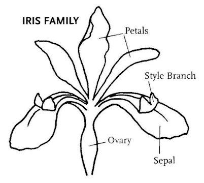  Iris Family