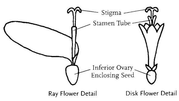  Flower Ray and Disk Flower Details