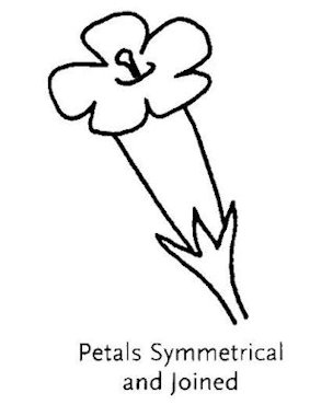  Petals Symmetrical and Joined