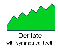 Leaf Margin Dentate