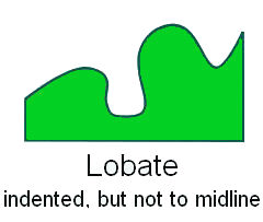  Leaf Margin Lobate