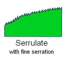  Leaf Margin Serrulate