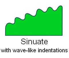  Leaf Margin Sinuate