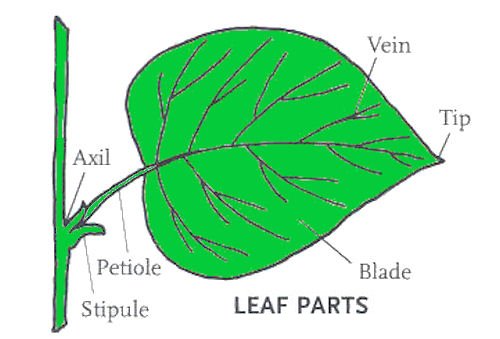  Leaf
