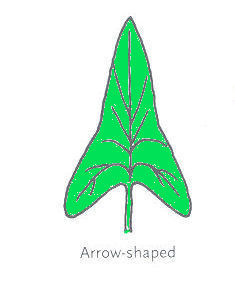 Arrow Leaf Shape