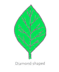 Diamond Leaf Shape