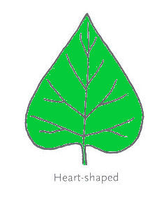 Heart Leaf Shape