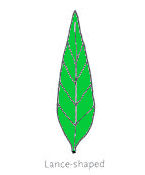 Lance Leaf Shape
