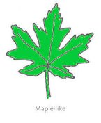 Maple Leaf Shape
