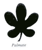 Palmate Like Leaf Shape