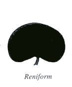 Reniform Leaf Shape