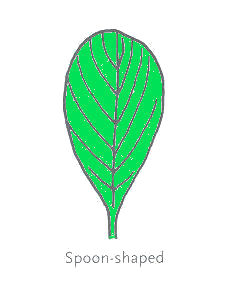 Spoon Leaf Shape
