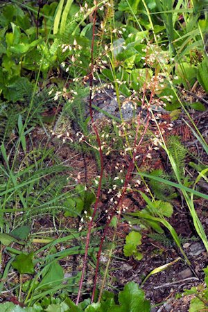 Small Flowered Alumroot