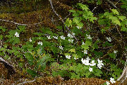 Anemone, Three-Leaved
