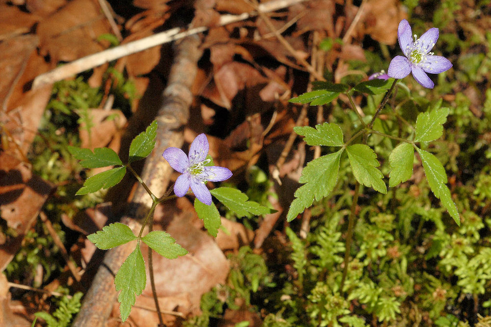 Western Wood Anemone - Wildflowers Found in Oregon