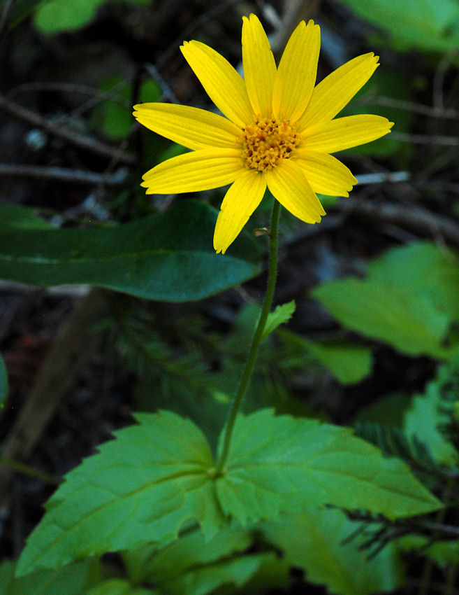  Mountain Arnica - Wildflowers Found in Oregon