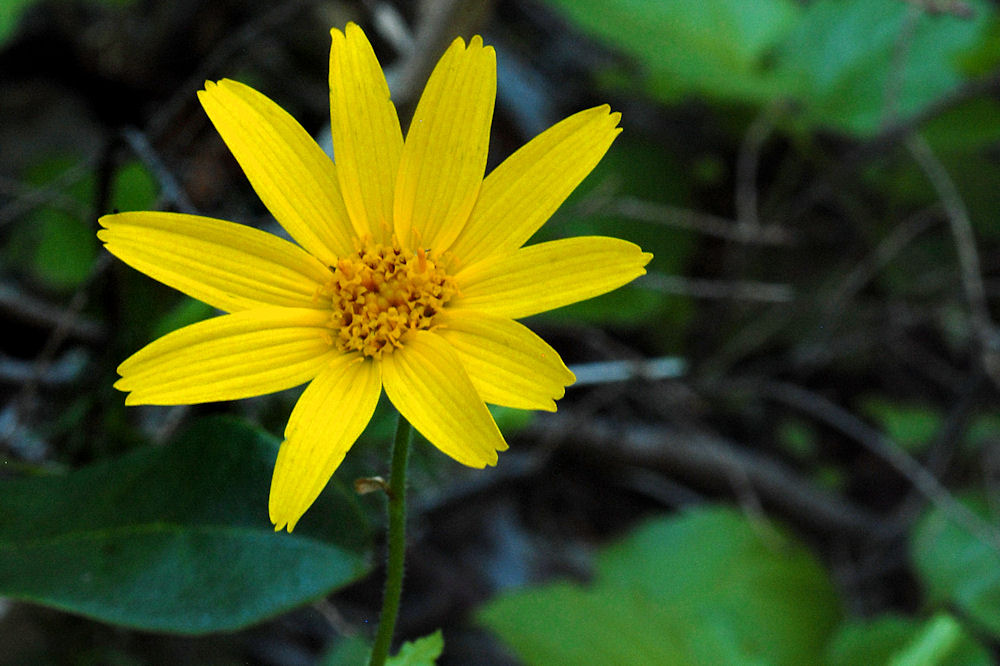  Mountain Arnica - Wildflowers Found in Oregon