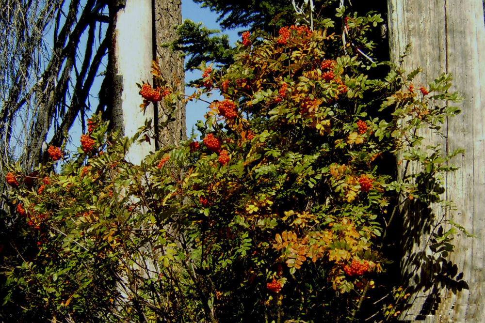  Cascade Mountain Ash - Wildflowers Found in Oregon