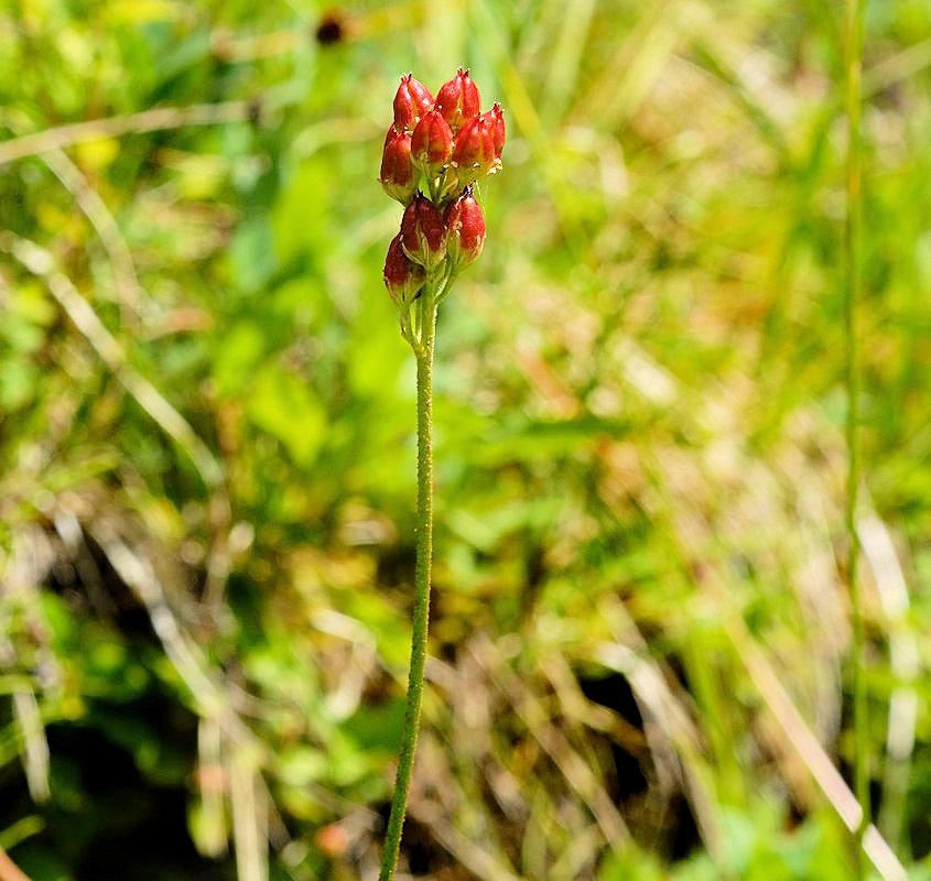  Western False Asphodel - Wildflowers Found in Oregon